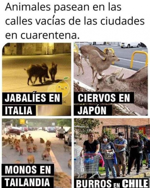 Animales chilensis.png