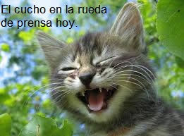 Gato riendo.jpeg